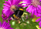 Foto Erdhummel